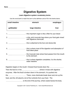 Digestive System 