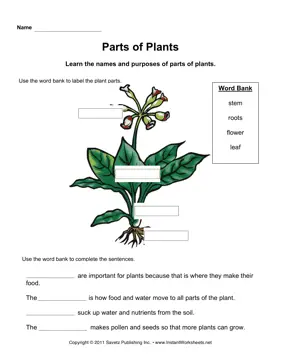 Plant Parts Primary 