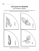 Life Cycle Butterfly 